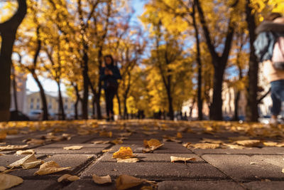 Close-up of autumn leaves