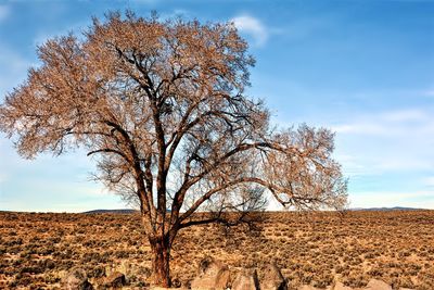 Bare tree against blue sky