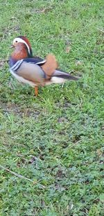 High angle view of bird on field