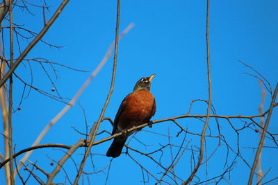 Low angle view of bird perching on branch against blue sky