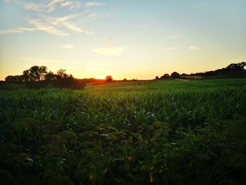 Scenic view of field against sky during sunset