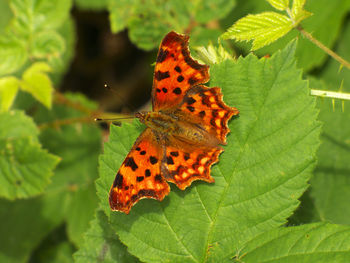 Butterfly on leaf