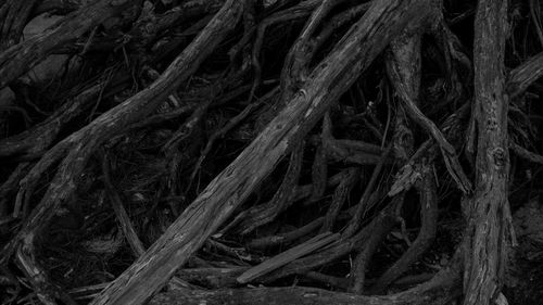 Full frame shot of leaf