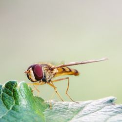 Close-up of insect