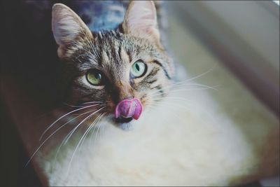 Close-up portrait of cat