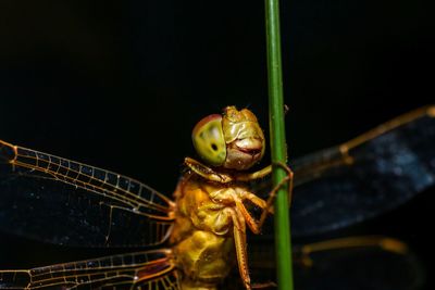 Close-up of insect