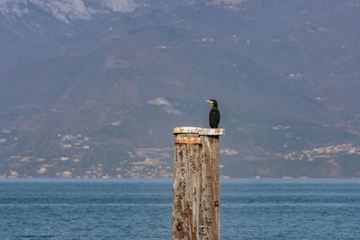 Low angle view of bird perching on wooden post by sea against sky