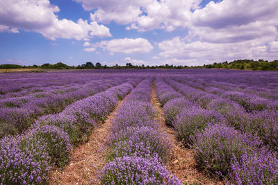 Lavender field