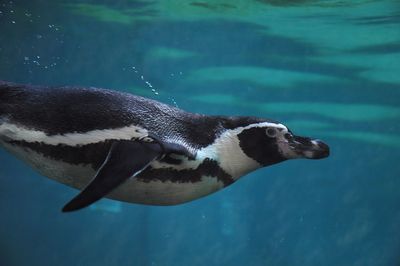 Penguin swimming in sea