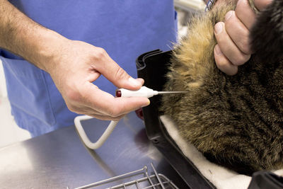 Midsection of veterinarian examining cat in hospital