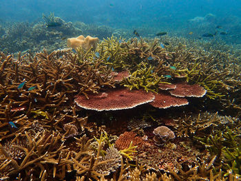 Beautiful coral found at coral reef area at tioman island, malaysia