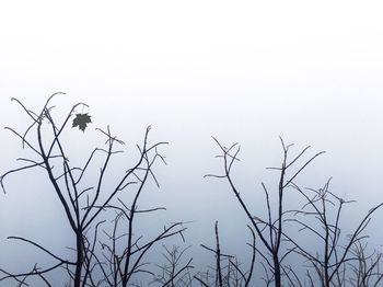 Bare tree against clear sky