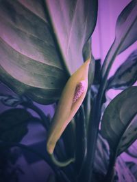 Close-up of purple flower