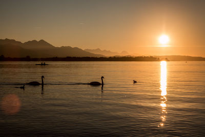 Swans swimming in lake against sky during sunset