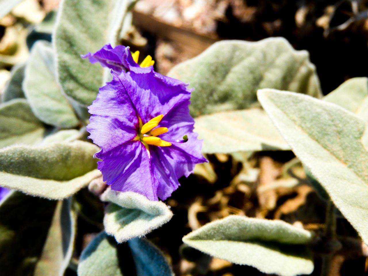 flowering plant, flower, plant, nature, freshness, beauty in nature, close-up, fragility, growth, flower head, inflorescence, macro photography, petal, purple, leaf, plant part, human eye, focus on foreground, wildflower, day, yellow, outdoors, sunlight, botany