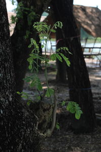 Close-up of tree trunk