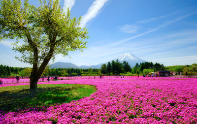 Scenic view of pink flowering trees on field against sky