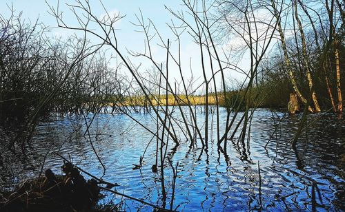 Reflection of bare trees in lake against sky