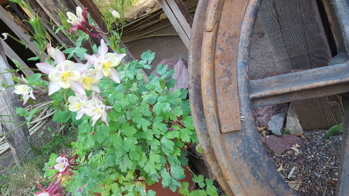 Close-up high angle view of flowers