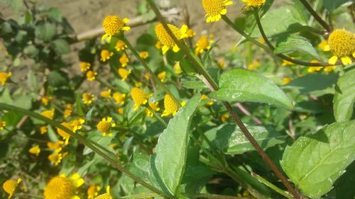 Close-up of yellow flowers