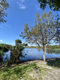 Tree by lake against sky