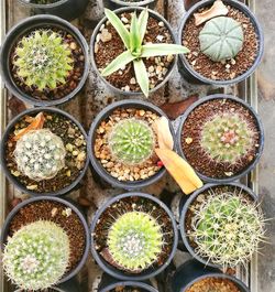 Directly above view of plants in greenhouse