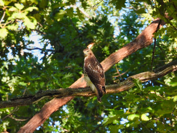 Bird perching on a tree