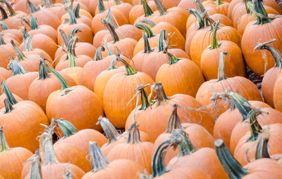 Full frame shot of pumpkins at farm