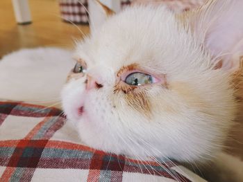 pets
