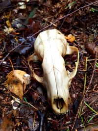 Close-up of animal skull