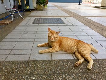 Cat lying on tiled floor