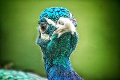 Close-up of a peacock