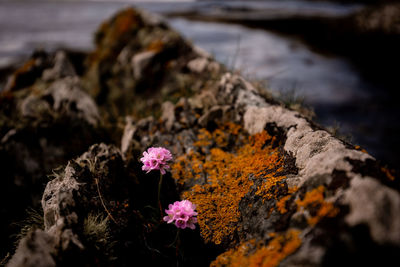 Close-up of flowering plant on rock