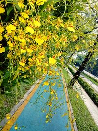 Close-up of yellow flowers on tree