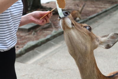 Close-up of hand feeding horse