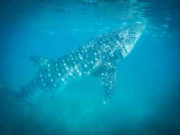 Close-up of whale shark in sea water