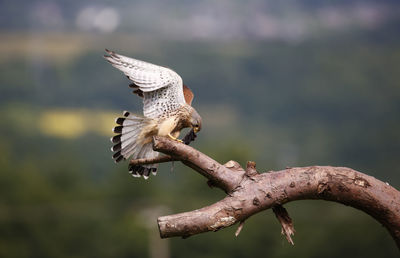 Male kestrel with a mouse 