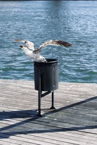 Seagull eating from trash can on boardwalk by sea