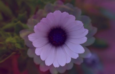 Close-up of purple flowering plant