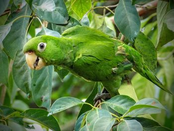 Close-up of parrot perching on tree