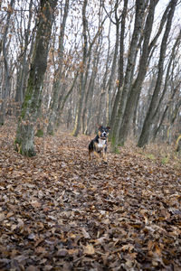 Dog in a forest