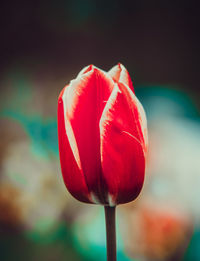 Close-up of red tulip