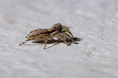 Close-up of spider on table