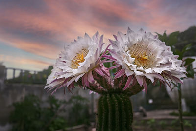 Close-up of flowering plant against cloudy sky