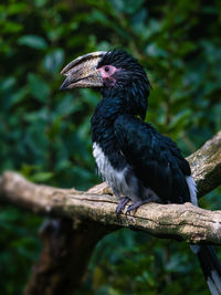 Trumpeter hornbill bird on a dry tree branch outdoors