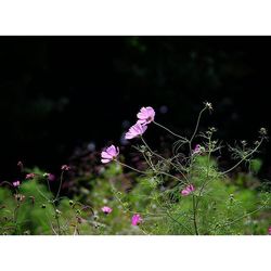 Close-up of purple flowers