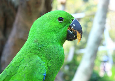 Green parrot bird