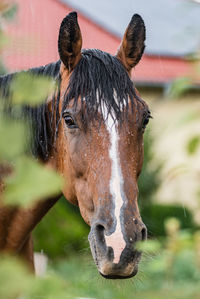 A wet horse with raindrops running down on fur. a horse standing in a green pasture during rain.