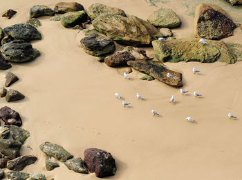 High angle view of rocks on shore