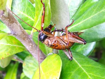 Close-up of butterfly on plant